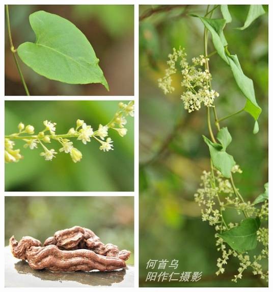 何首乌（蓼科何首乌属植物）