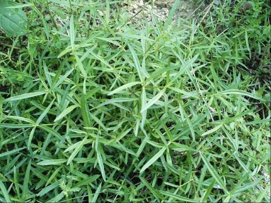 白花蛇舌草（茜草科蛇舌草属植物）