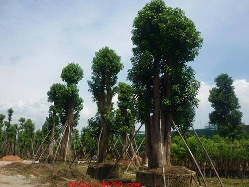 秋枫（叶下珠科秋枫属植物）