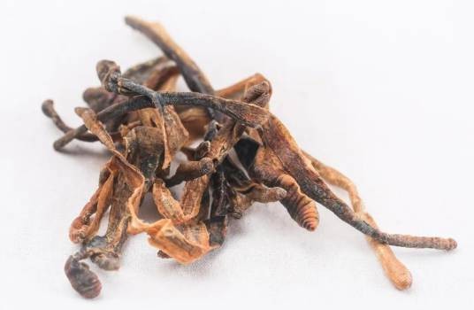 地龙（中华文化中的龙类象征生物）