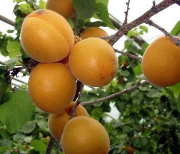 杏（蔷薇科李属一种植物）