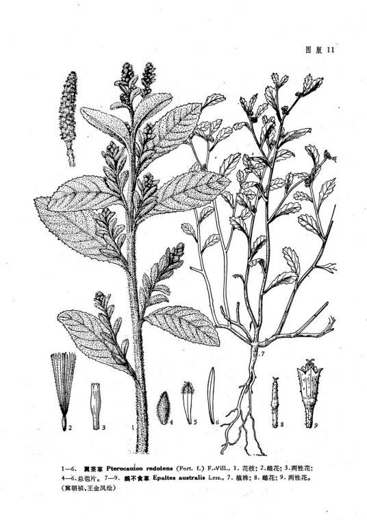 球菊（菊科球菊属植物）