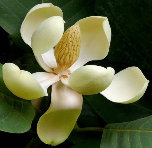 山木兰（木兰科长喙木兰属植物）