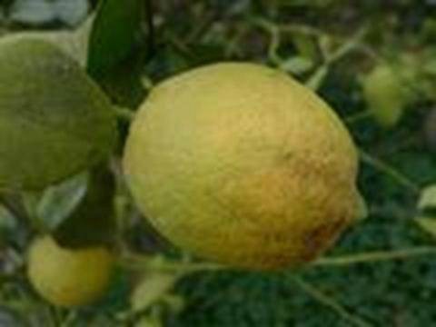 柠檬（芸香科柑橘属植物）