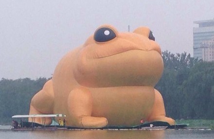 大金蟾
