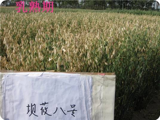莜麦（禾本科燕麦属植物）