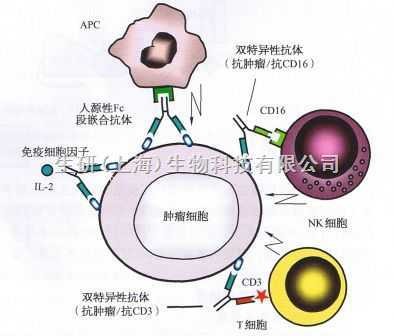 人类白细胞抗原(HLA基因复合体所编码的产物)