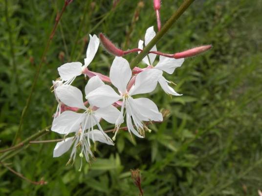 山桃草（柳叶菜科月见草属植物）