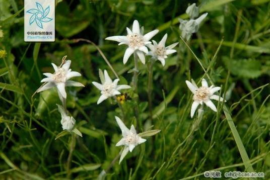 Edelweiss（火绒草）