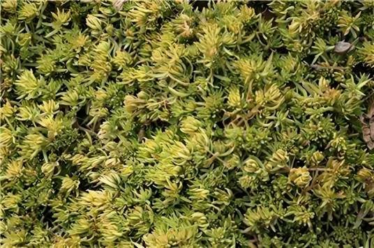 遍地黄金（彩叶地被植物）