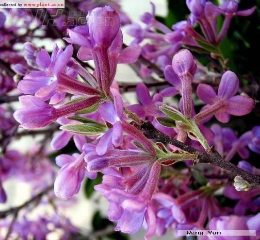 芫花(瑞香科瑞香属植物)