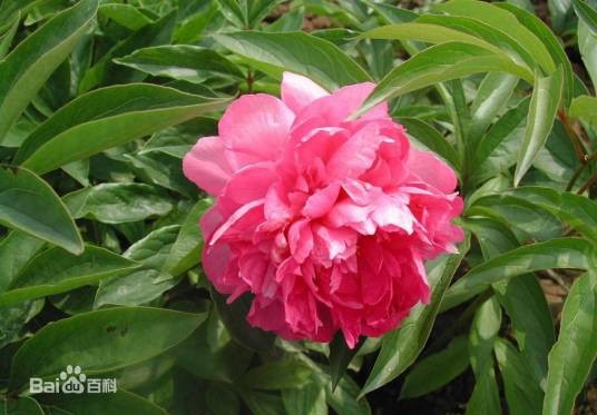 美丽芍药