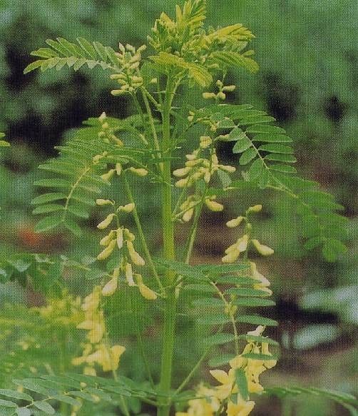 黄芪（豆科黄芪属植物）