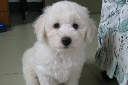 养比熊犬的好处与坏处?