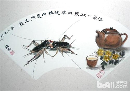 怎样养蛐蛐