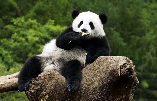 熊猫用英语怎么说