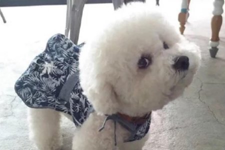 养比熊犬的好处与坏处？