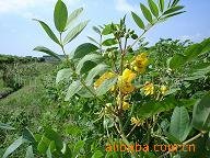 蛇怕什么植物