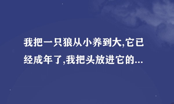 我把一只狼从小养到大,它已经成年了,我把头放进它的嘴里,它会不会下狠心把我咬死呢？