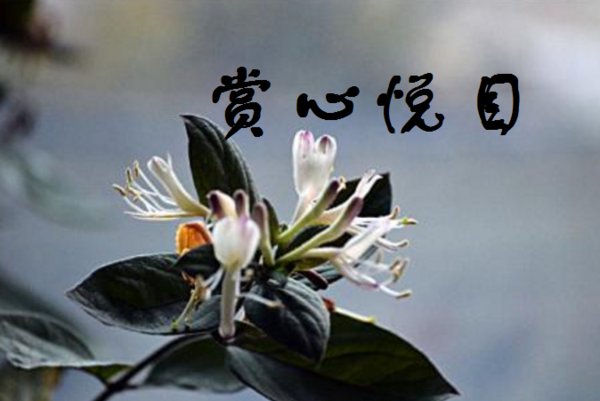 赏心悦目是什么意思是什么