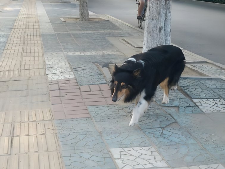 新手养狗五大忌