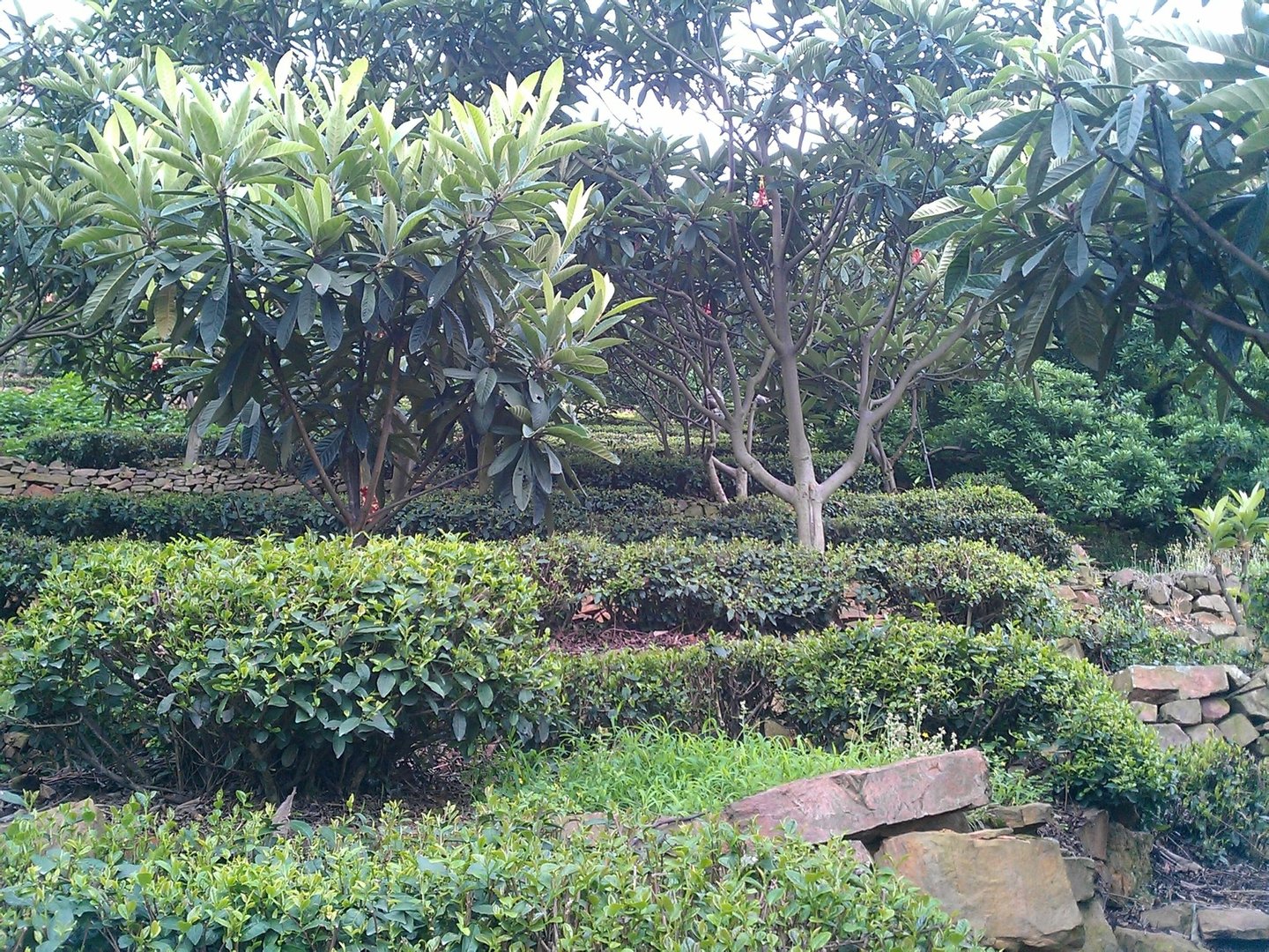 采用茶果间种植方式的十大名茶是?