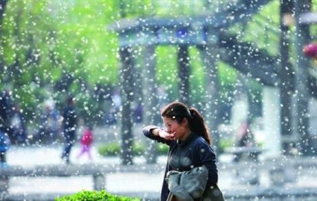 什么是杨絮，杨絮和柳絮的区别