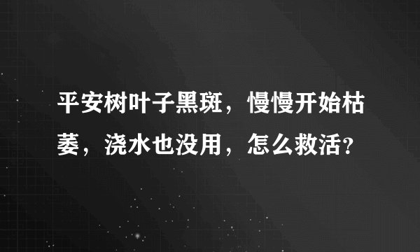 平安树叶子黑斑，慢慢开始枯萎，浇水也没用，怎么救活？