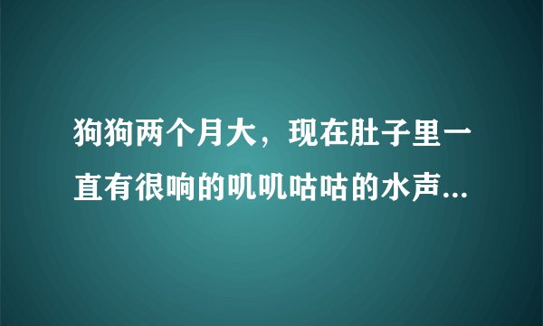 狗狗两个月大，现在肚子里一直有很响的叽叽咕咕的水声，是怎么回事啊，是想尿了吗