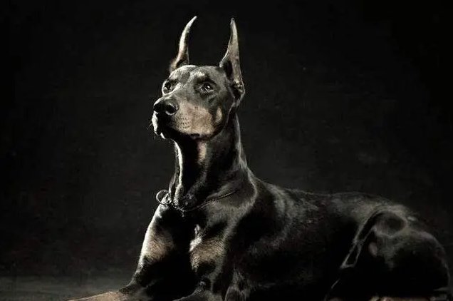 警犬一般的品种是什么?