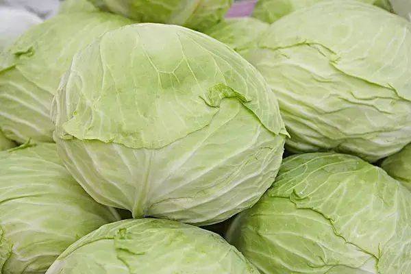 包菜跟卷心菜是一种吗？