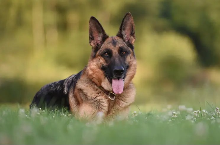 警犬一般的品种是什么?