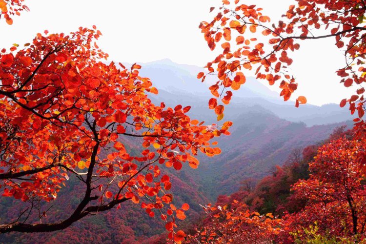 北京香山海拔多少米？