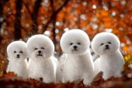 养比熊犬的好处与坏处?
