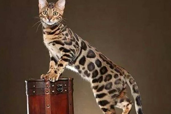 孟加拉豹猫多少钱一只？