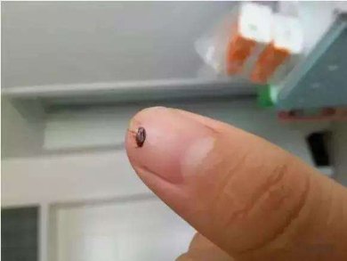 跳蚤怕什么