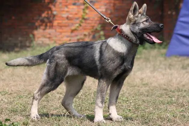 警犬一般的品种是什么?