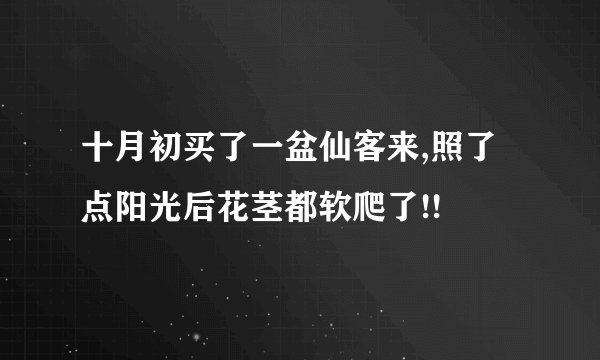 十月初买了一盆仙客来,照了点阳光后花茎都软爬了!!