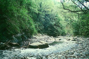 郁郁苍苍的介绍
