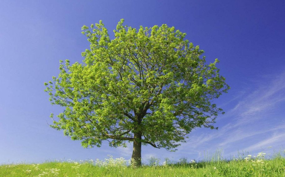 tree神马意思