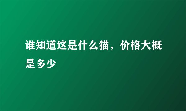 谁知道这是什么猫，价格大概是多少