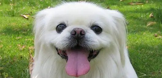 十大便宜好养的小型犬
