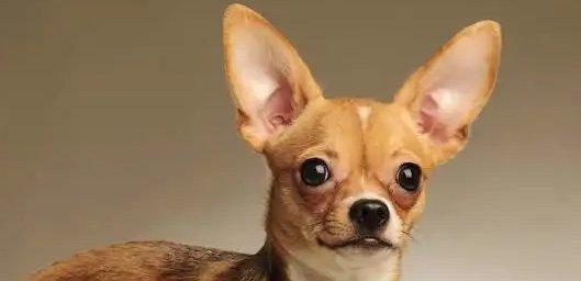 十大便宜好养的小型犬