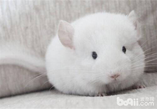 龙猫是什么动物啊