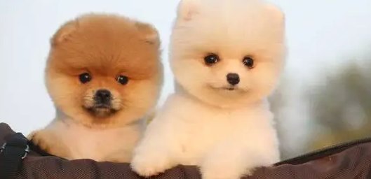 十大便宜好养的小型犬