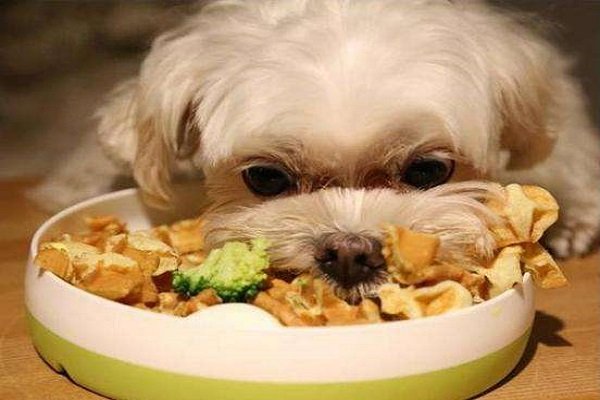 狗狗一天吃几顿饭才是正确的喂养？？