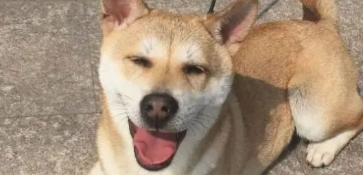 十大便宜好养的小型犬