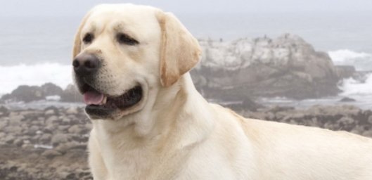 十大便宜好养的小型犬
