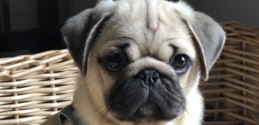 十大便宜好养的小型犬