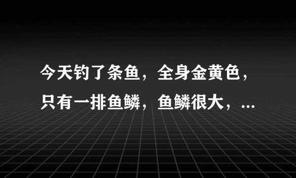 今天钓了条鱼，全身金黄色，只有一排鱼鳞，鱼鳞很大，是什么鱼